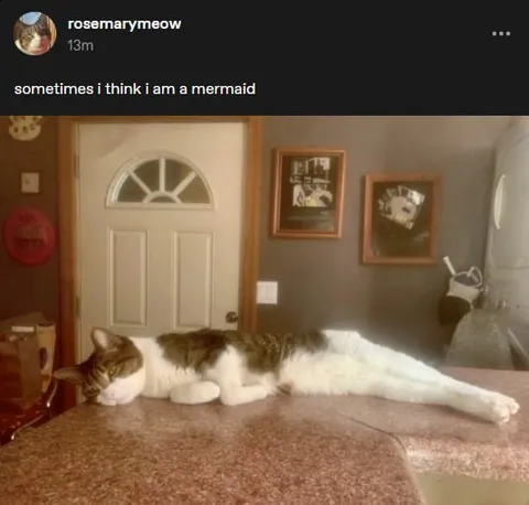 Cat Thinks It’s a Mermaid