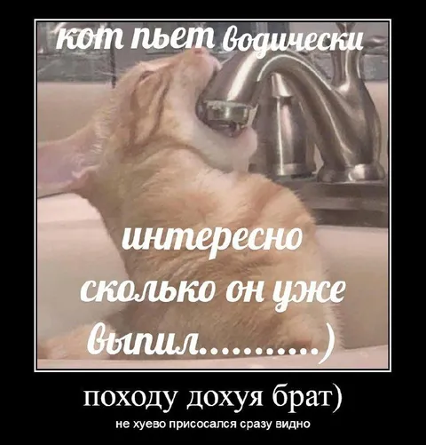 Кот пьёт водичку