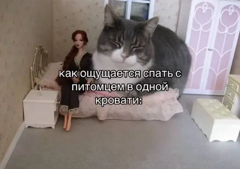 Сон с питомцем в одной кровати