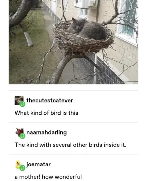 Cat Sitting in a Bird Nest