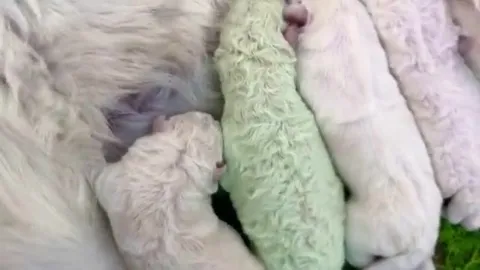 Зелёный щенок среди белых