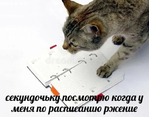 Кот смотрит расписание позже