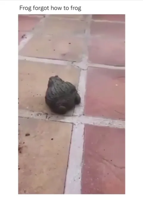Frog Forgot How to Frog