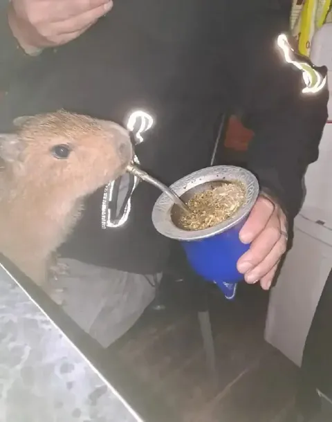Капибара пьёт мате