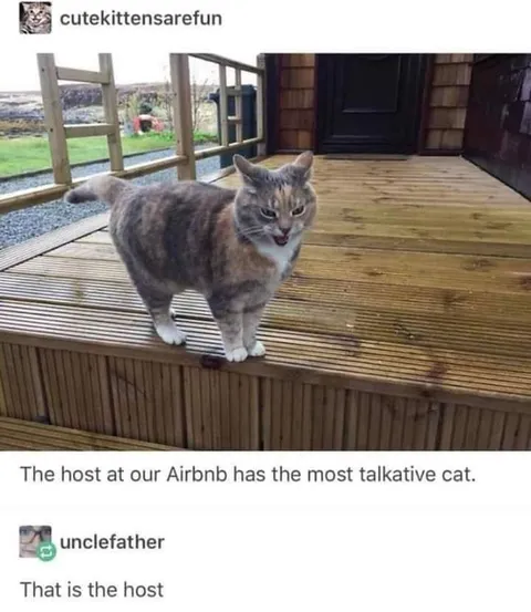 Airbnb Cat Is the Host