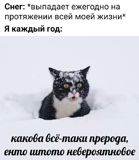 Кот каждый год удивляется снегу