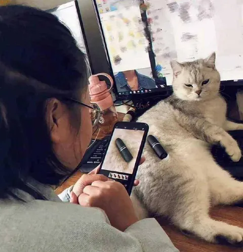 Кот на рабочем столе