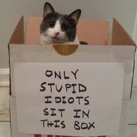Only Stupid Idiots Box