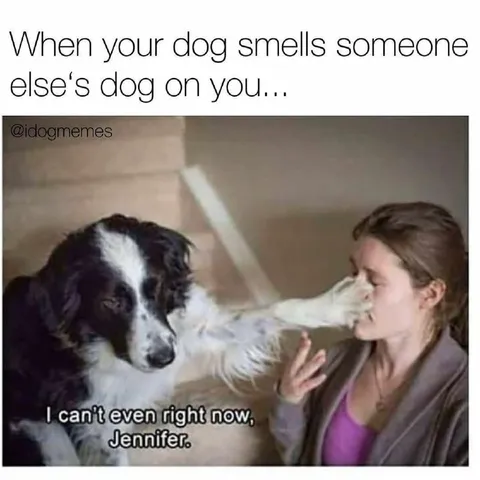 Dog Smells Another Dog