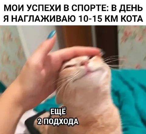 Успехи в спорте с котом