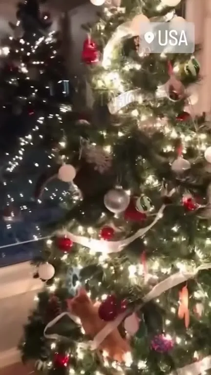 Cats Ruin Christmas Trees