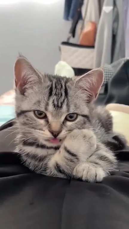 Коты под странную музыку