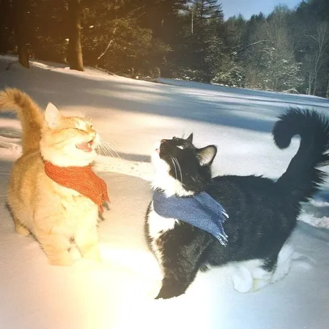 Коты в зимней прогулке