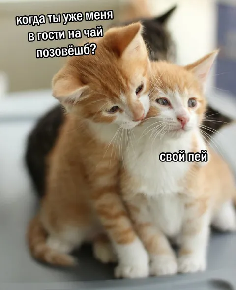Котята зовут на чай