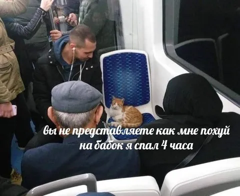 Кот спал четыре часа