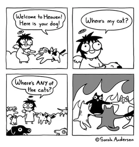 Where's Any of the Cats?