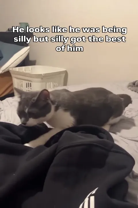 Silly Cat Gets the Best of Him