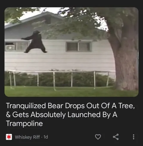 Tranquilized Bear Launches Off Trampoline