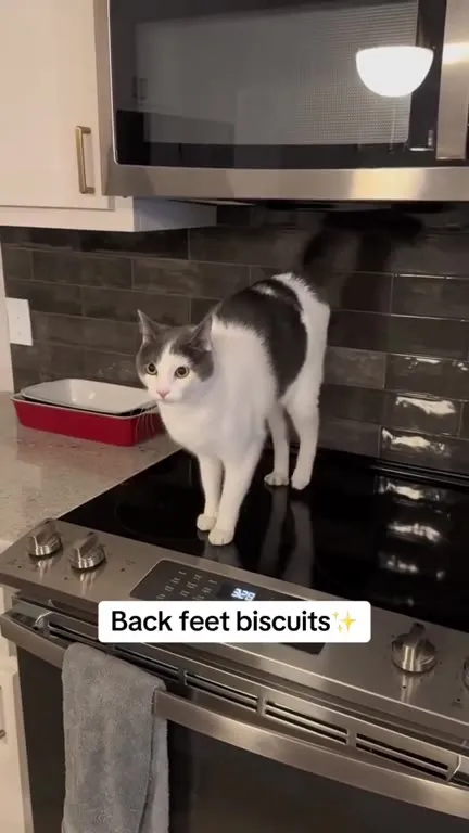 Cat Making Back Feet Biscuits
