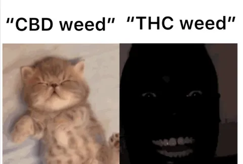 CBD Weed vs THC Weed