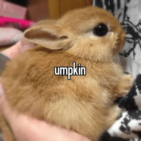 Umpkin Bunny