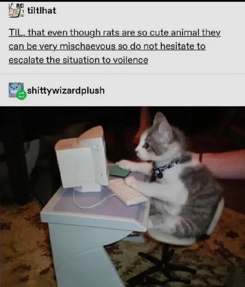 Cute Animals Can Be Mischievous