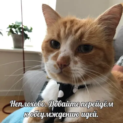 Кот переходит к осуждению идей