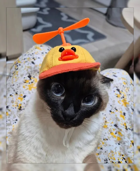 Кот в смешной шапочке