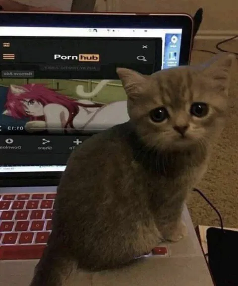 Cat Caught Watching Pornhub