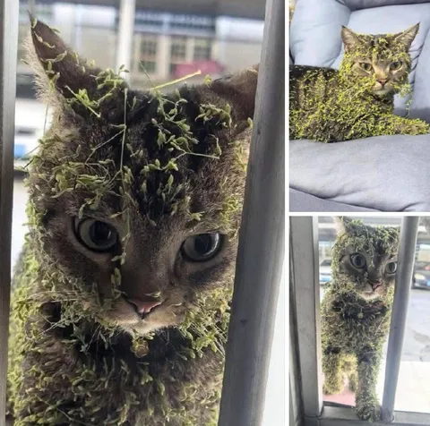 Кот, который стал мхом