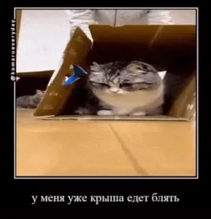 У меня уже крыша едет