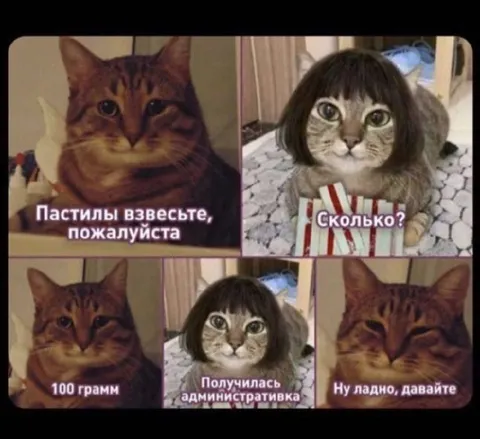 Кот и административка