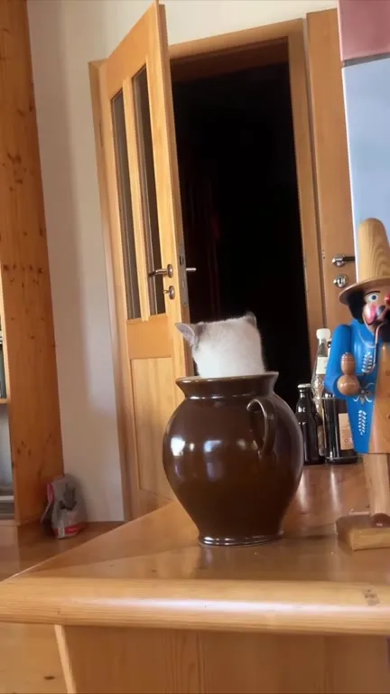 Кот тонет в кувшине