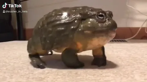 Лягушка идёт под Staying Alive