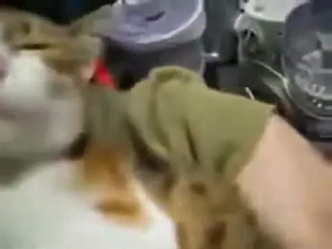 Кот смотрит в душу
