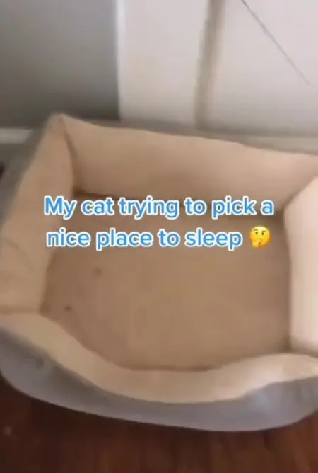 Cat Searches for the Perfect Bed
