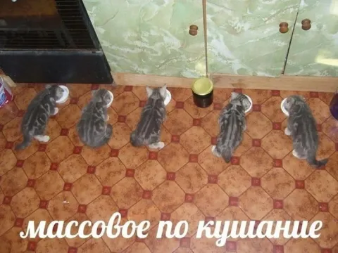 Массовое покушание котят