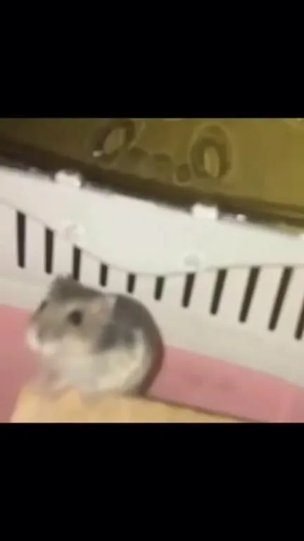 Хомяк драматично падает с пианино