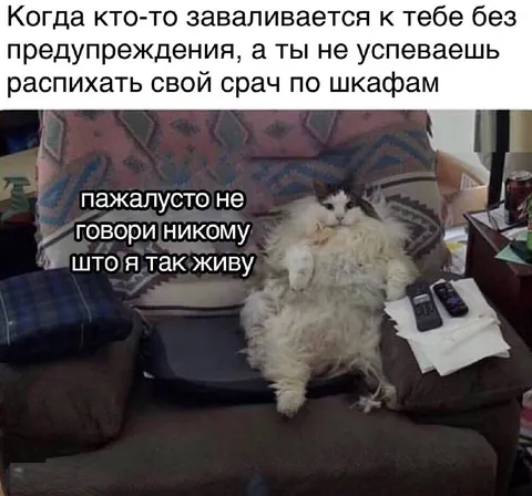 Кот не успел спрятать бардак