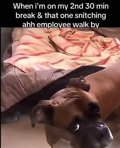 Dog Caught on a Second Break