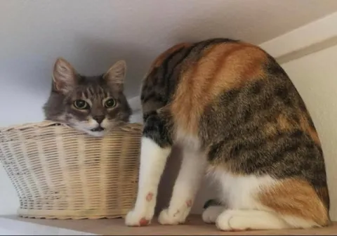 Коты из непересекающихся множеств