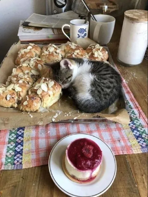 Котёнок среди булочек
