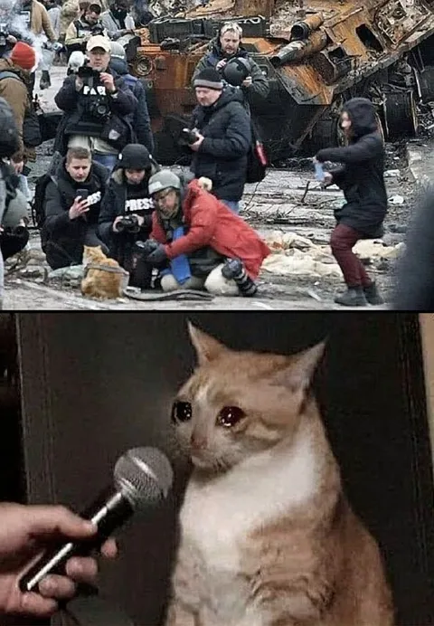 Кот смотрит на последствия войны