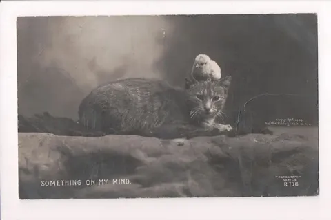 Something on My Mind Cat