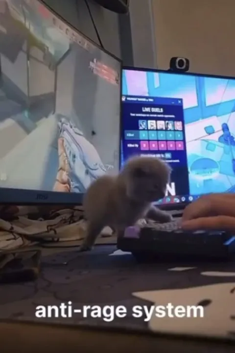 Anti-Rage System Kitten