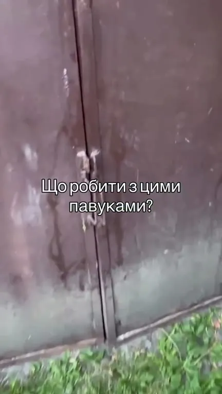 Що робити з цими павуками?