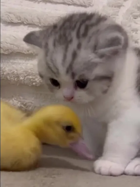 Котёнок и настойчивый утёнок