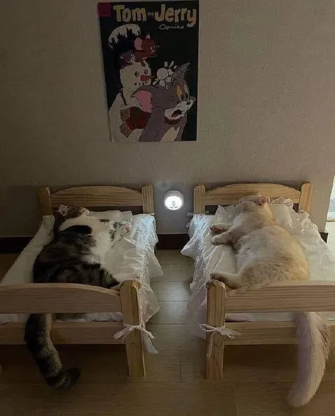Cats Sleeping in Twin Beds