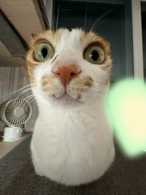 Кот с безумным взглядом