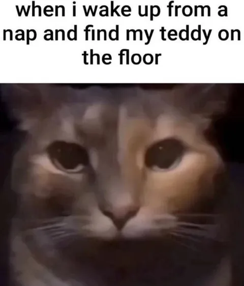 Cat Finds Teddy on Floor